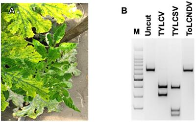 ToLCNDV-ES infection in tomato is enhanced by TYLCV: Evidence from field survey and agroinoculation